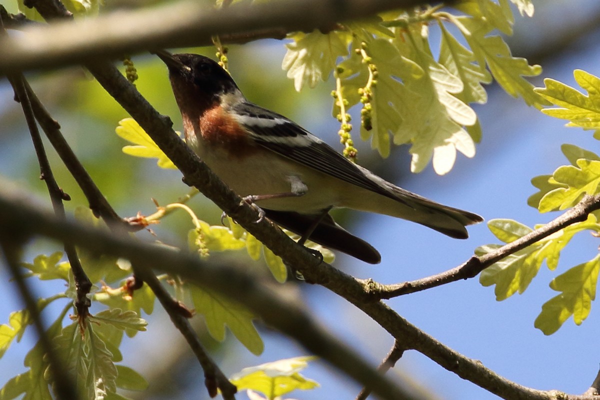 Bay-breasted Warbler - ML235101971