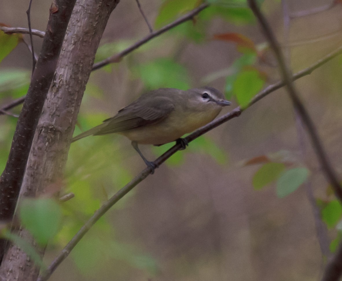 Philadelphia Vireo - ML235102831