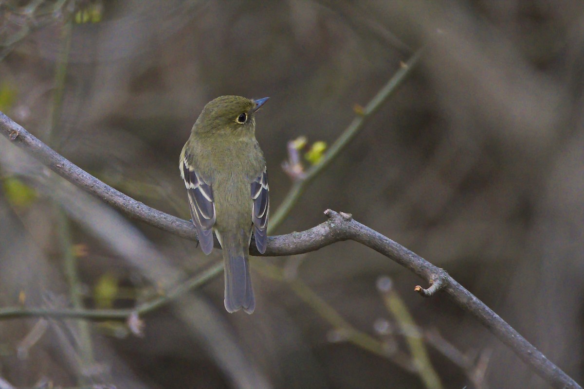 Yellow-bellied Flycatcher - ML235103641