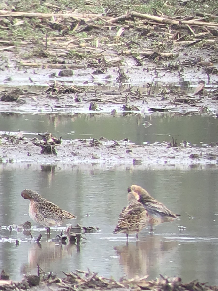 Short-billed Dowitcher - ML235107011