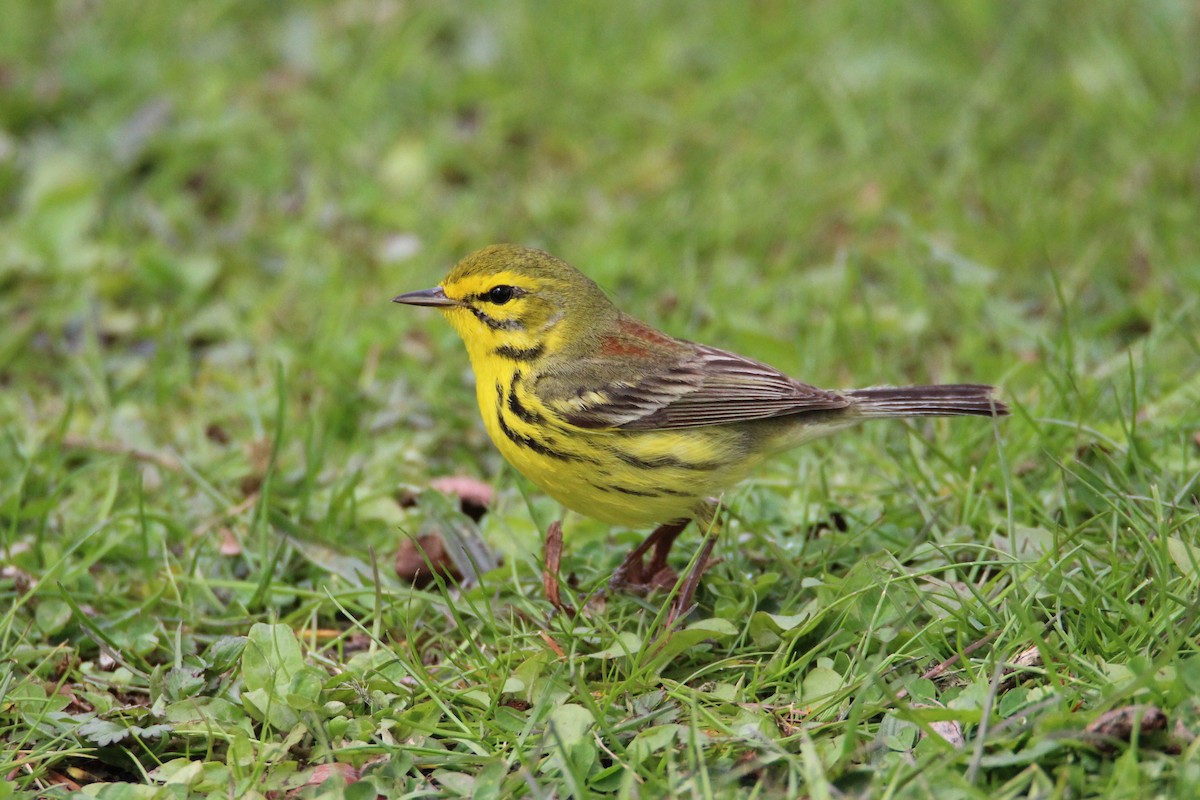 Prairie Warbler - Patrick Sysiong