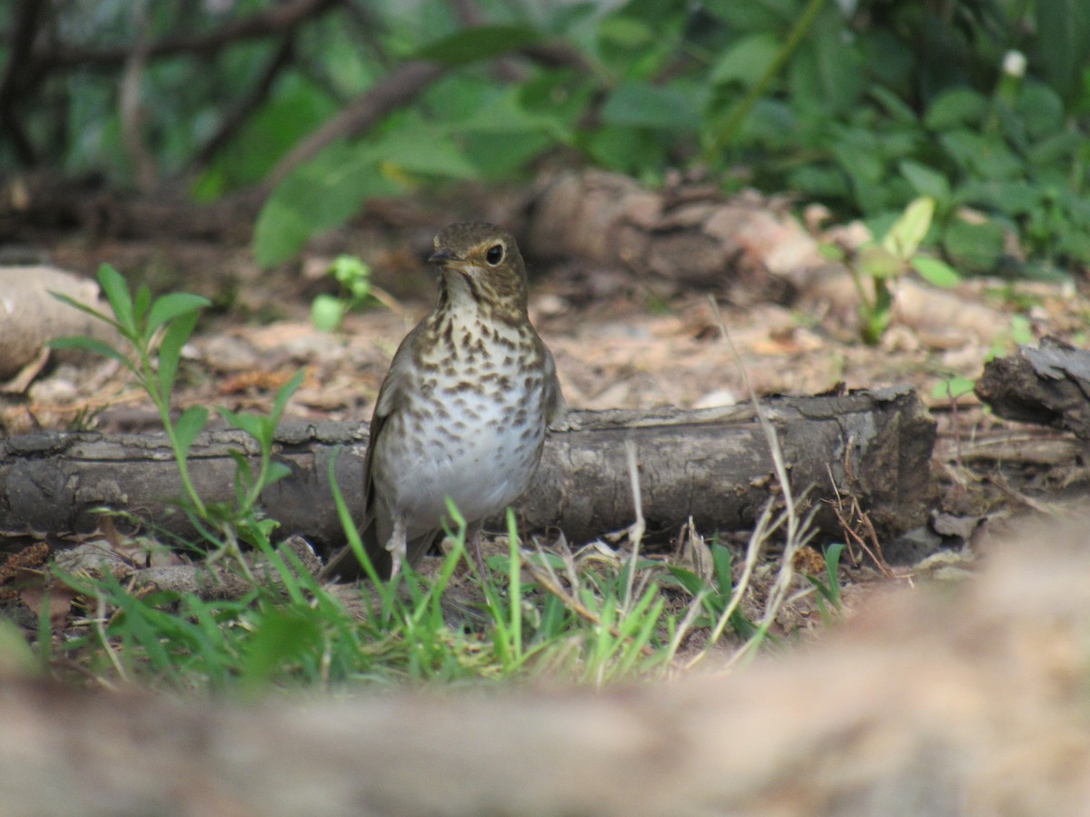 Swainson's Thrush - ML235108581