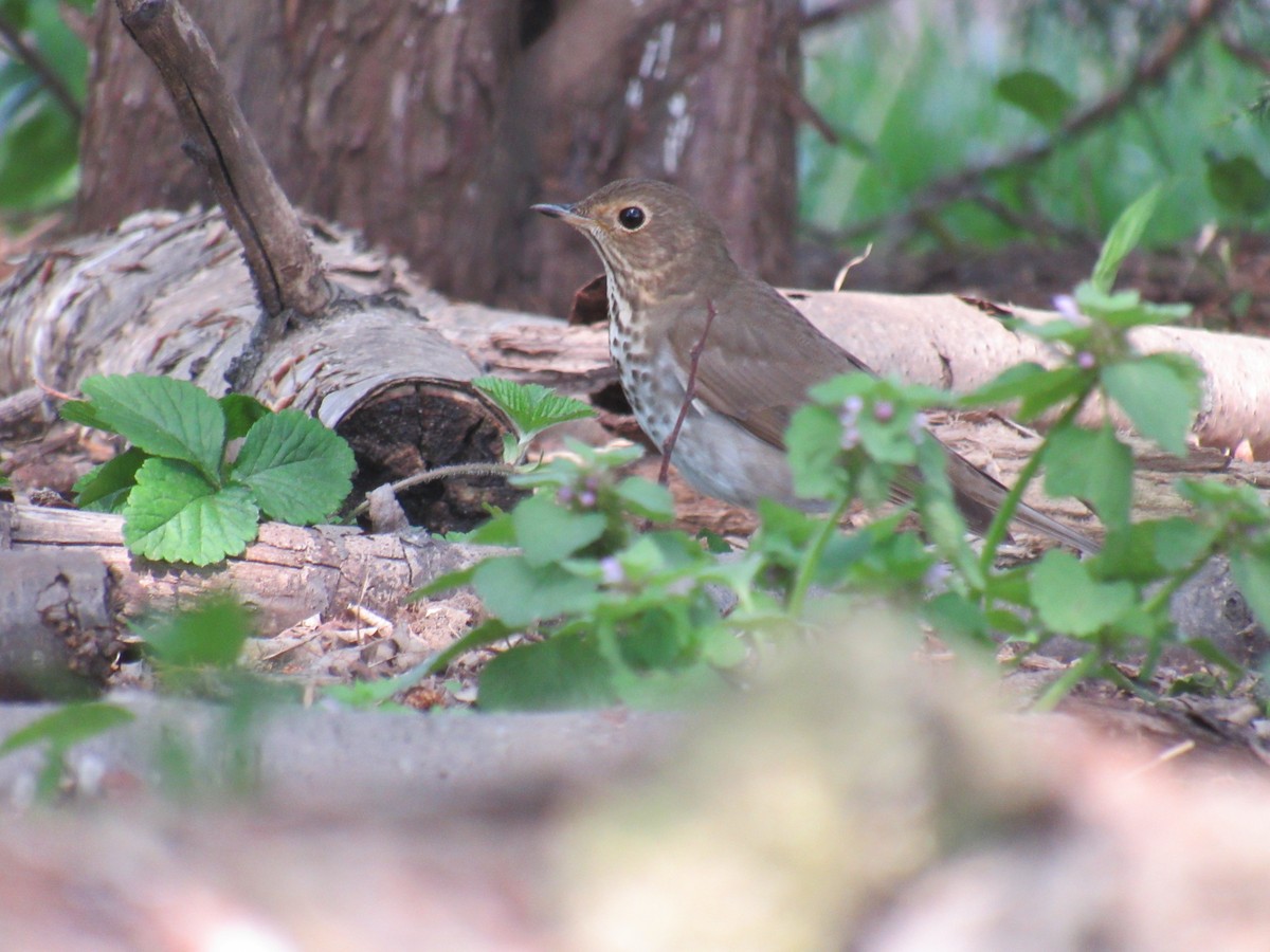 Swainson's Thrush - ML235108761