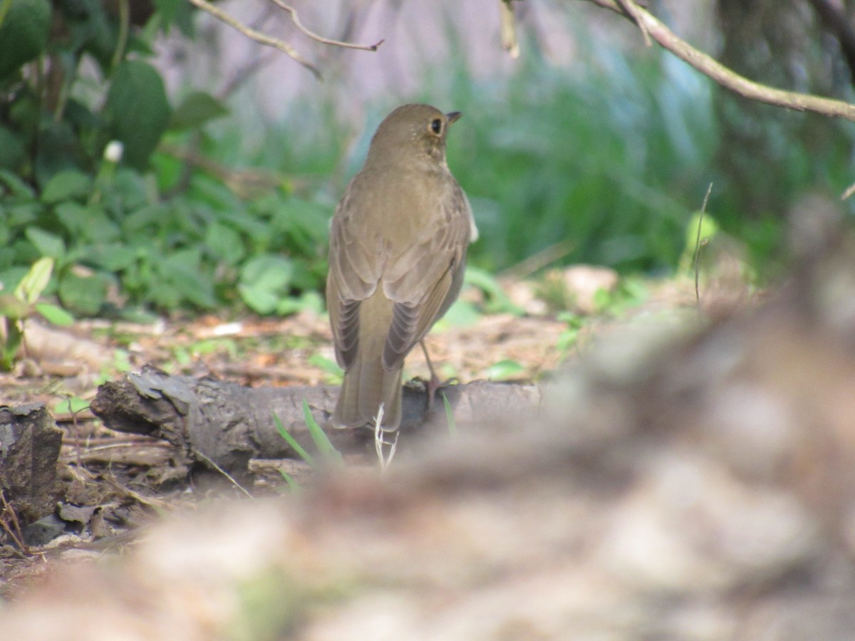 Swainson's Thrush - ML235108771