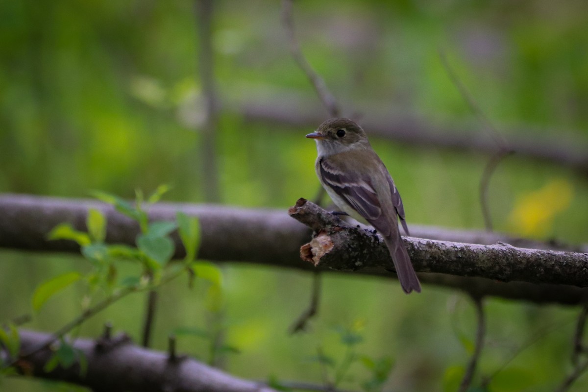 Least Flycatcher - Sean Carroll