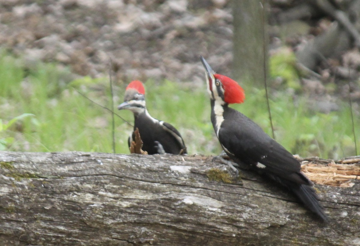 Pileated Woodpecker - Fred Seifert
