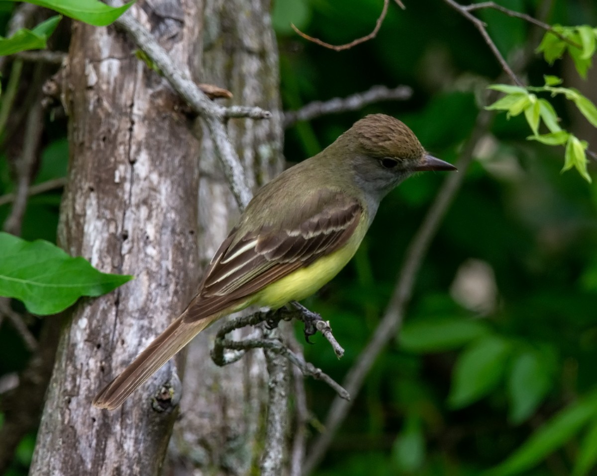 Great Crested Flycatcher - ML235109601