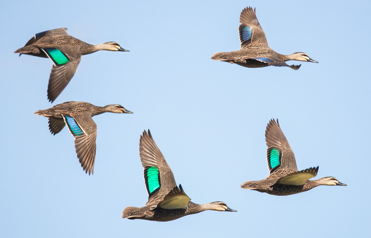 Pacific Black Duck - ML235110851