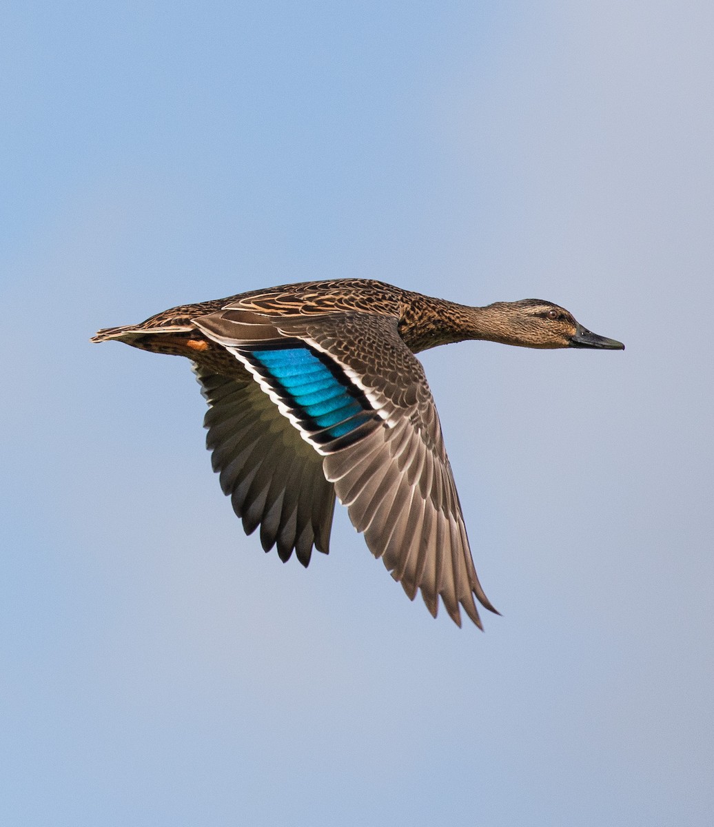 Hybride Canard colvert x C. à sourcils - ML235110921