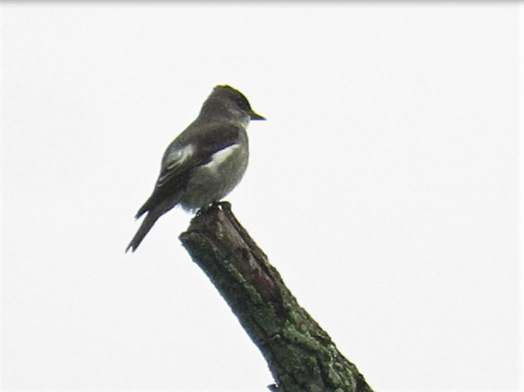 Olive-sided Flycatcher - ML235111711