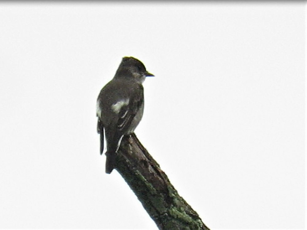 Olive-sided Flycatcher - ML235111731