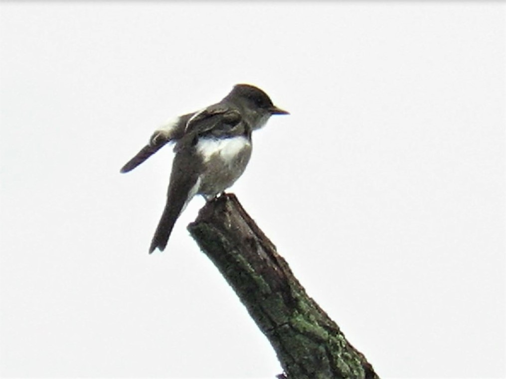 Olive-sided Flycatcher - ML235111741