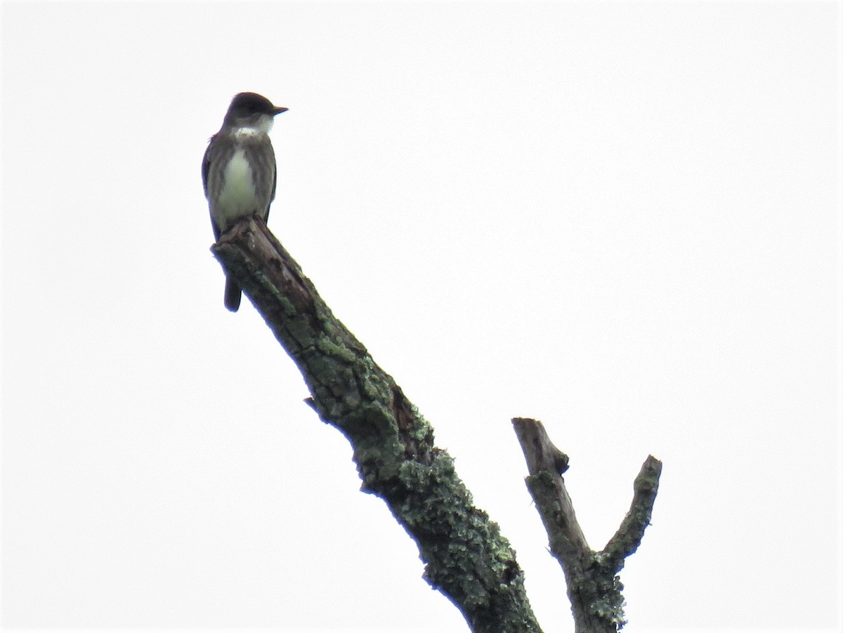 Olive-sided Flycatcher - ML235111751