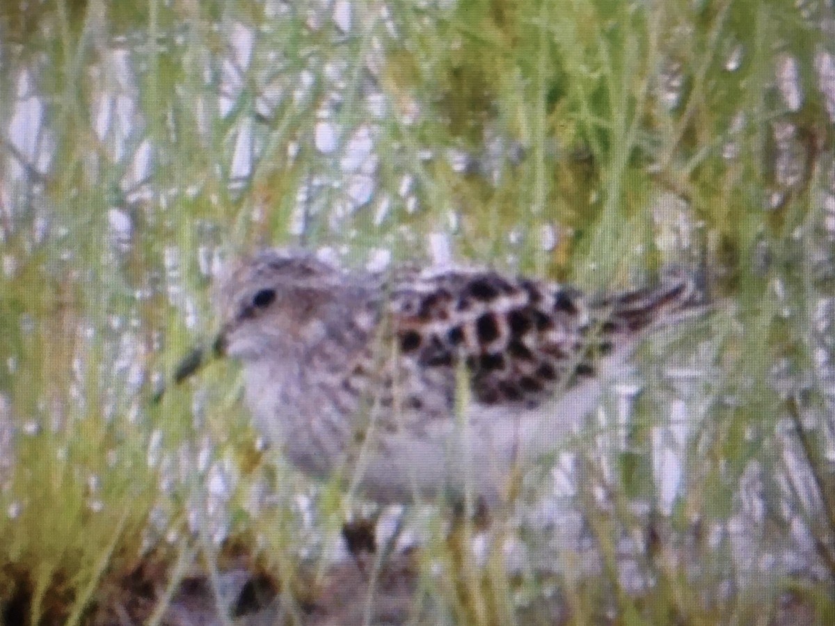 Least Sandpiper - ML235112541