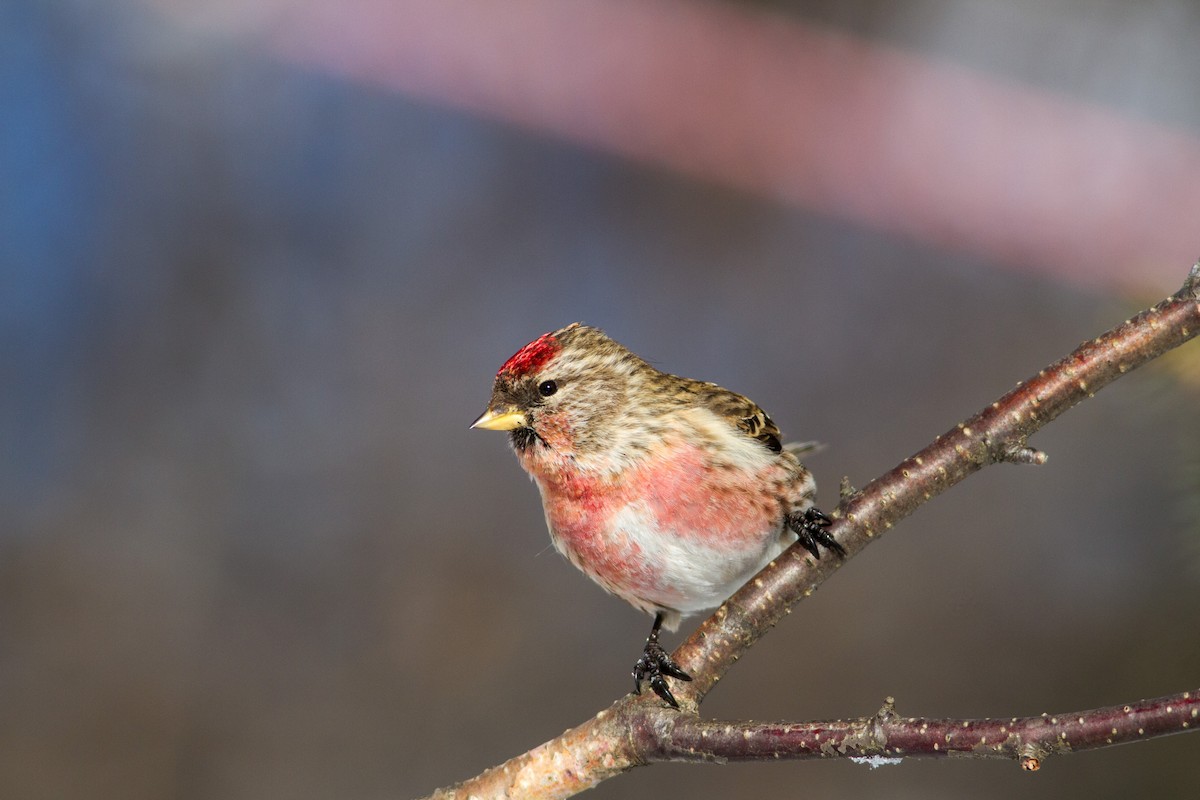 Redpoll (Common) - Bruce Gates