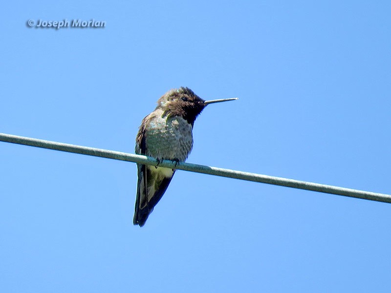 rødmaskekolibri - ML235117121