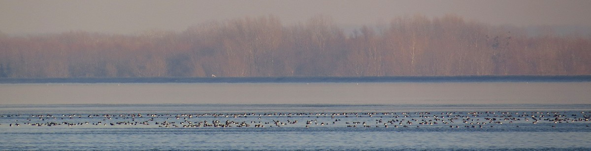 Tufted Duck - Luka Hercigonja