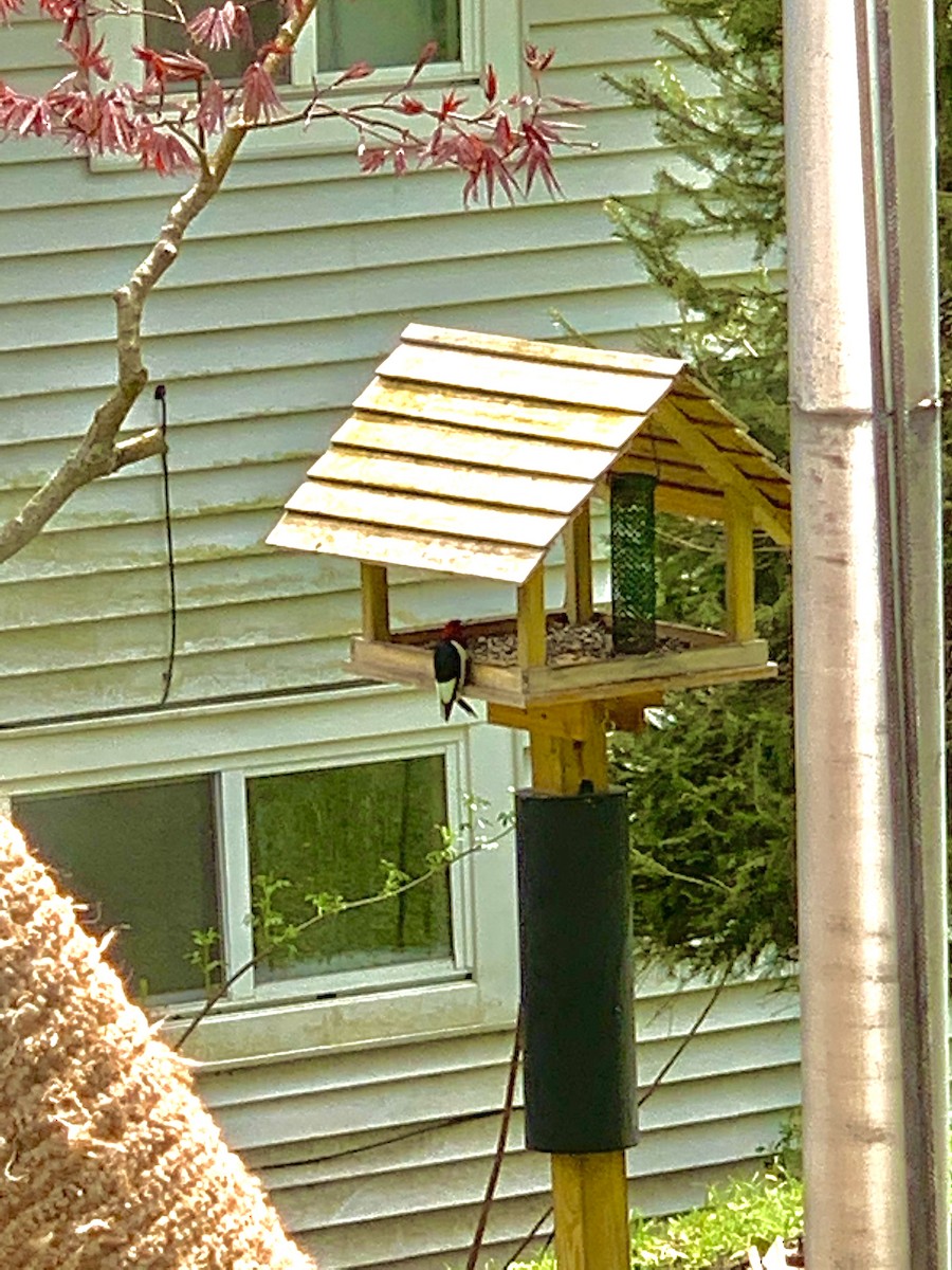Red-headed Woodpecker - ML235119131
