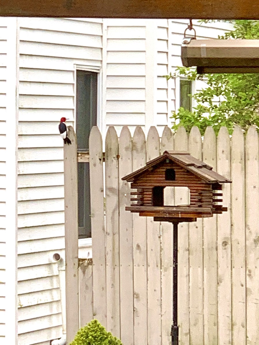 Red-headed Woodpecker - ML235119141