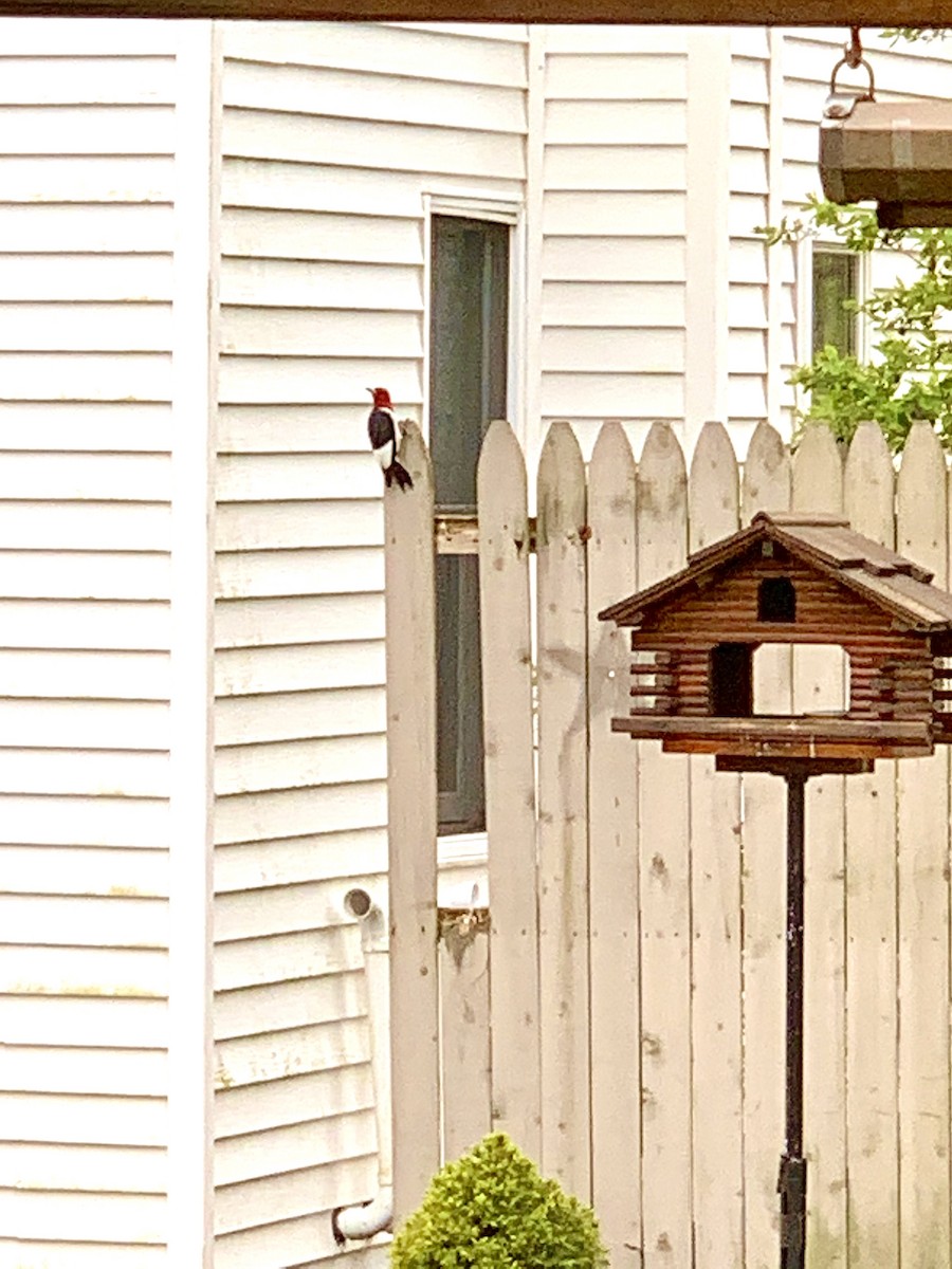Red-headed Woodpecker - ML235119161