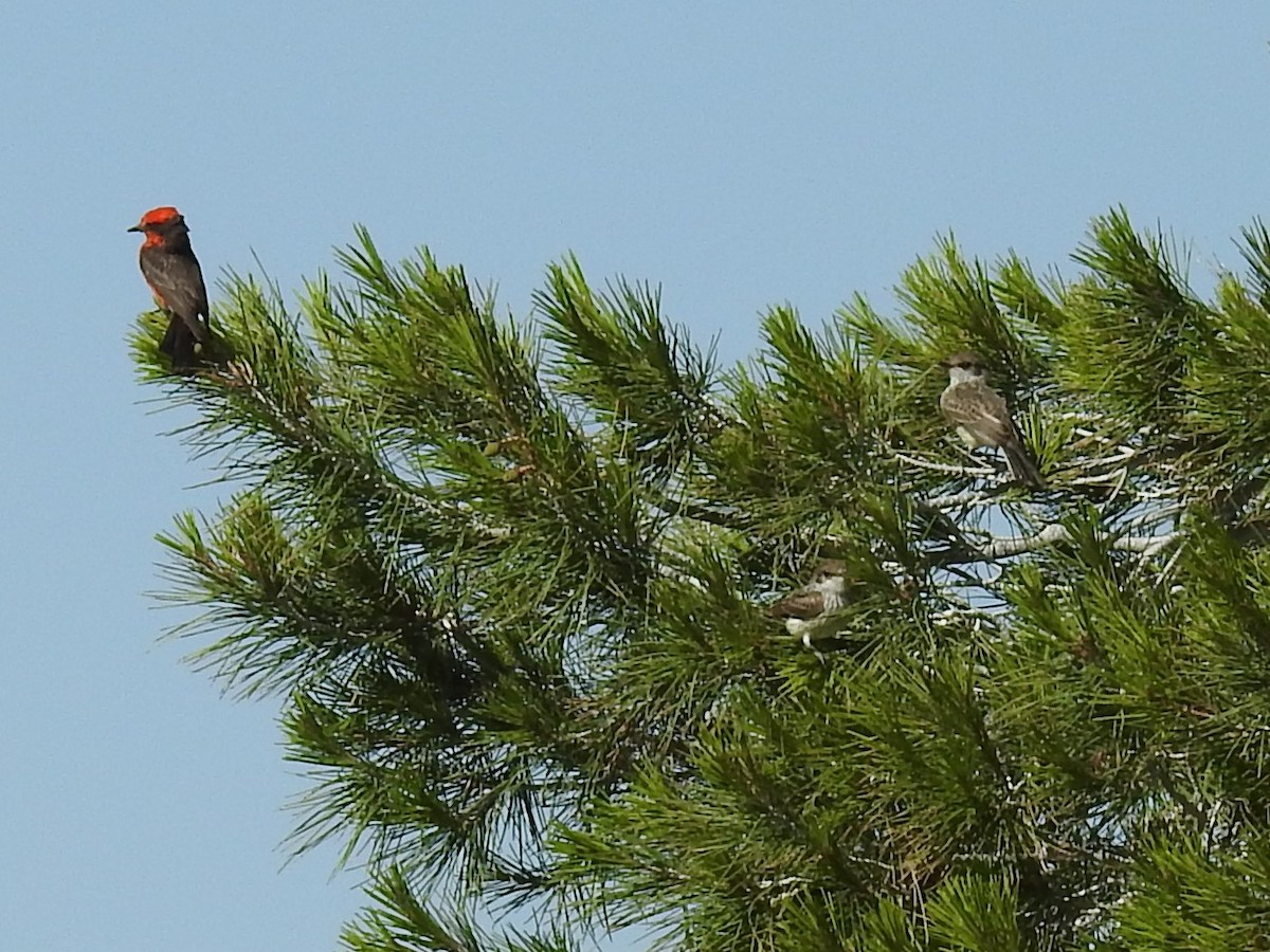 Vermilion Flycatcher - ML235119901