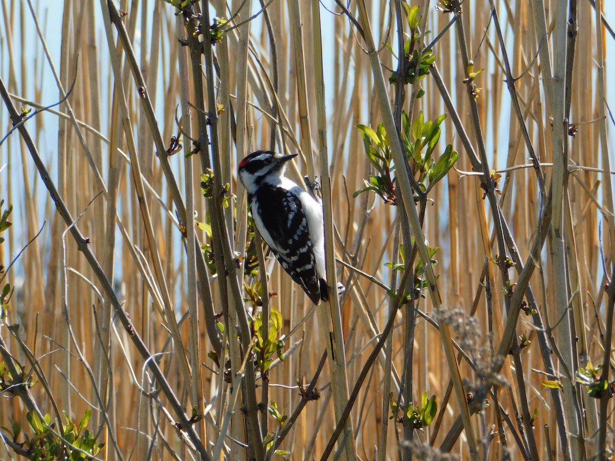 Downy Woodpecker - ML235120471