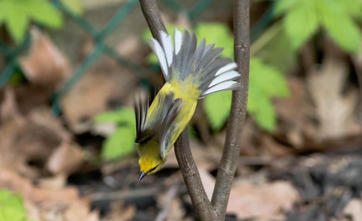 Blue-winged Warbler - Sam Stuart