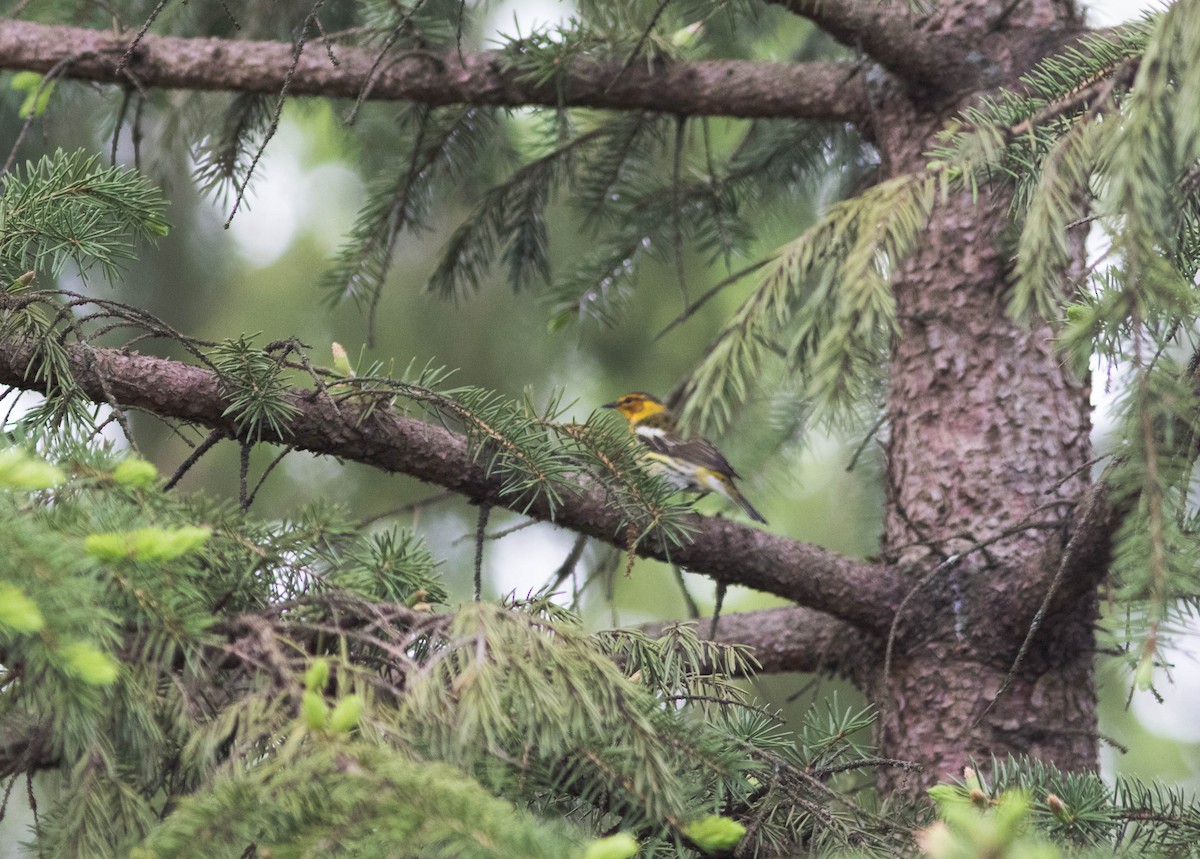 Cape May Warbler - ML235120871