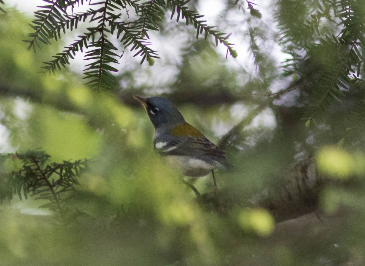 Northern Parula - ML235120911