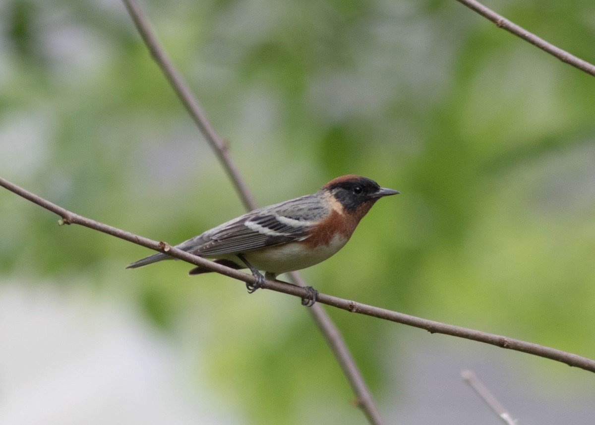 Bay-breasted Warbler - ML235120921