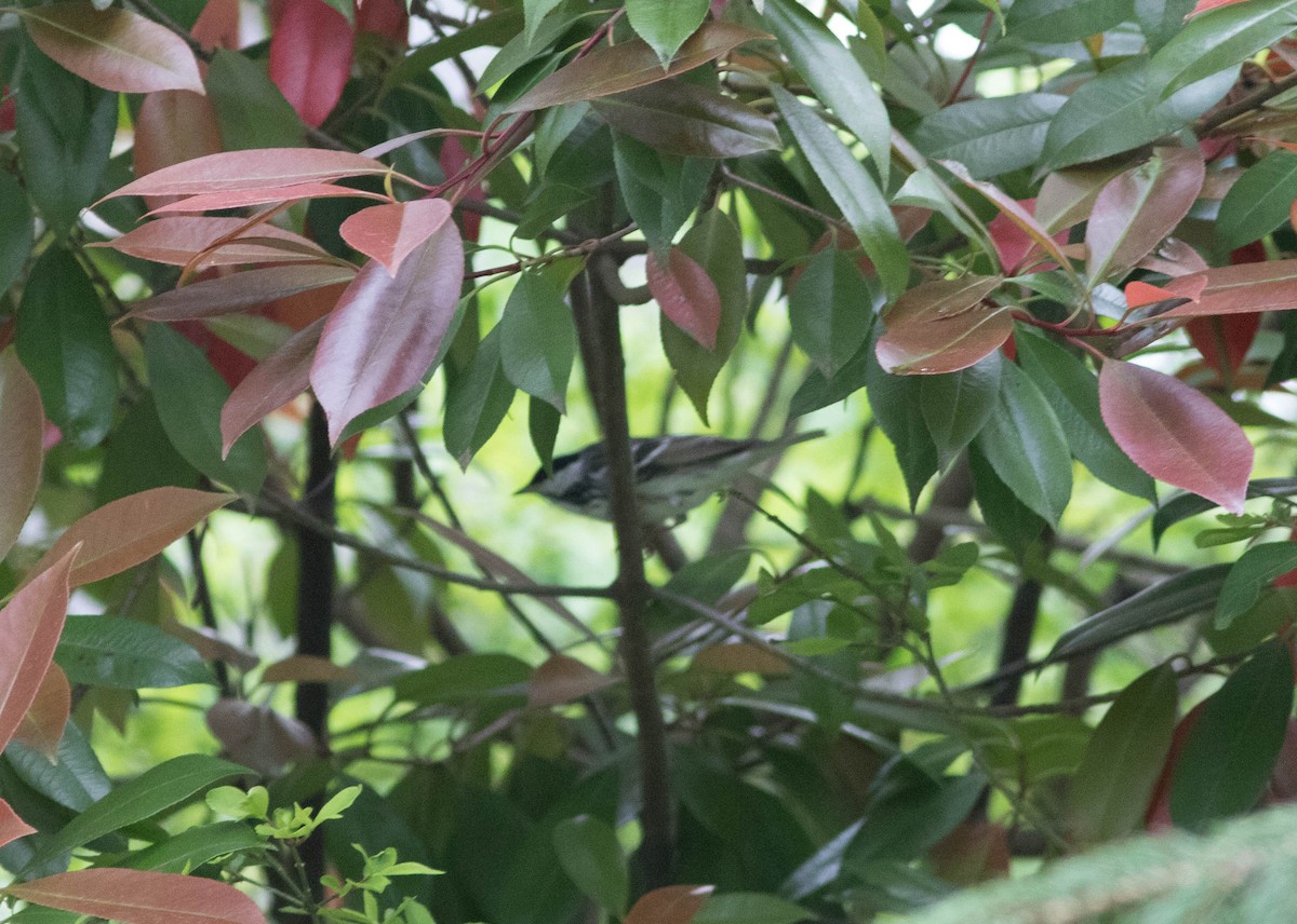 Blackpoll Warbler - ML235121071