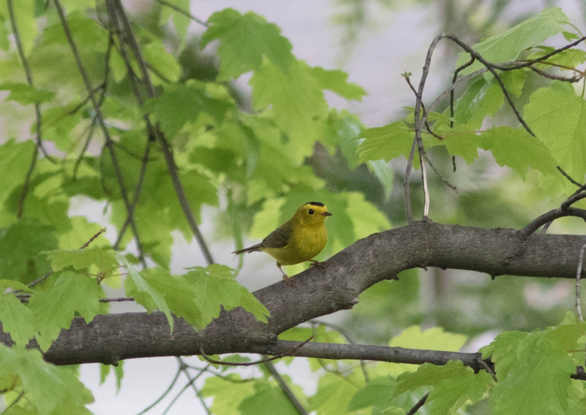 Wilson's Warbler - ML235121161