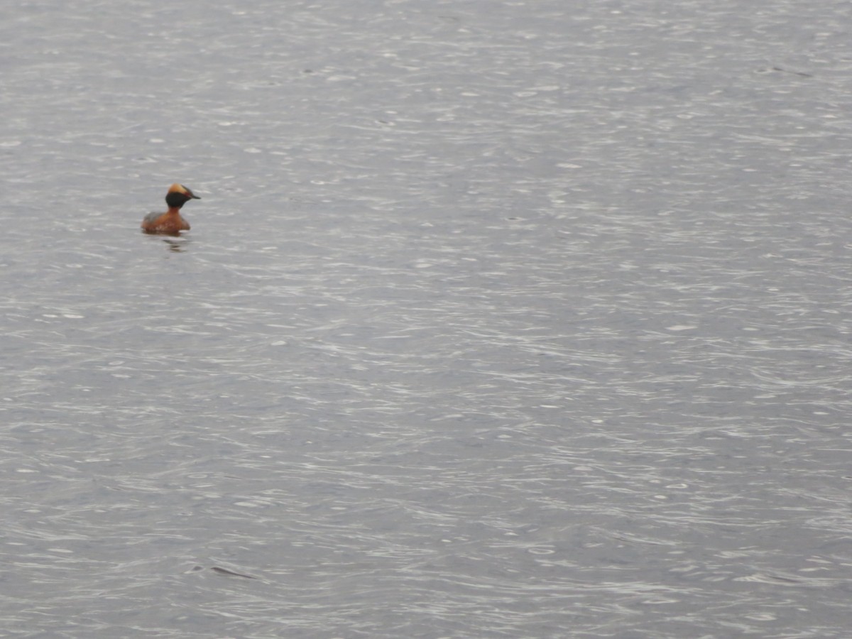 Horned Grebe - ML235121901