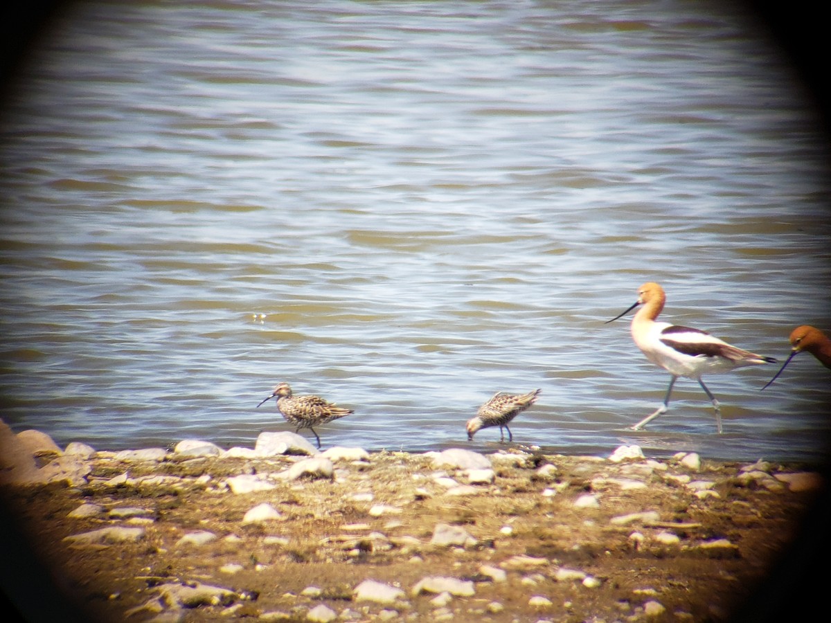 Stilt Sandpiper - ML235122131