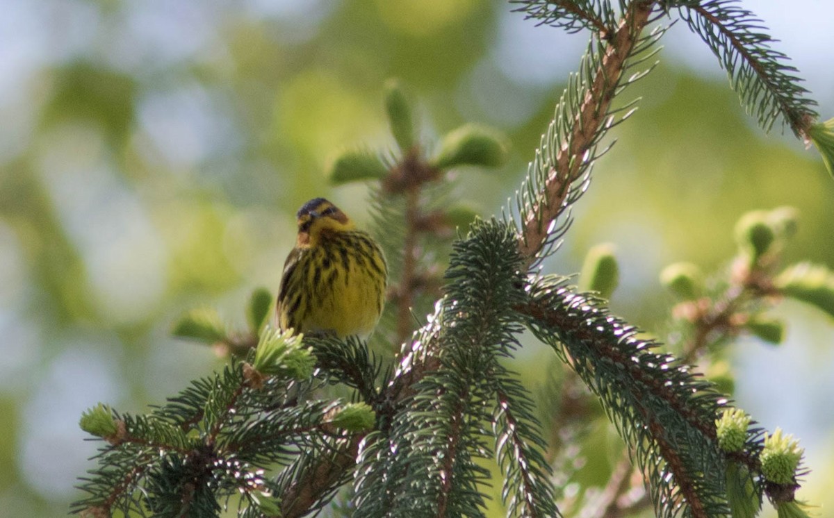 Cape May Warbler - ML235122161