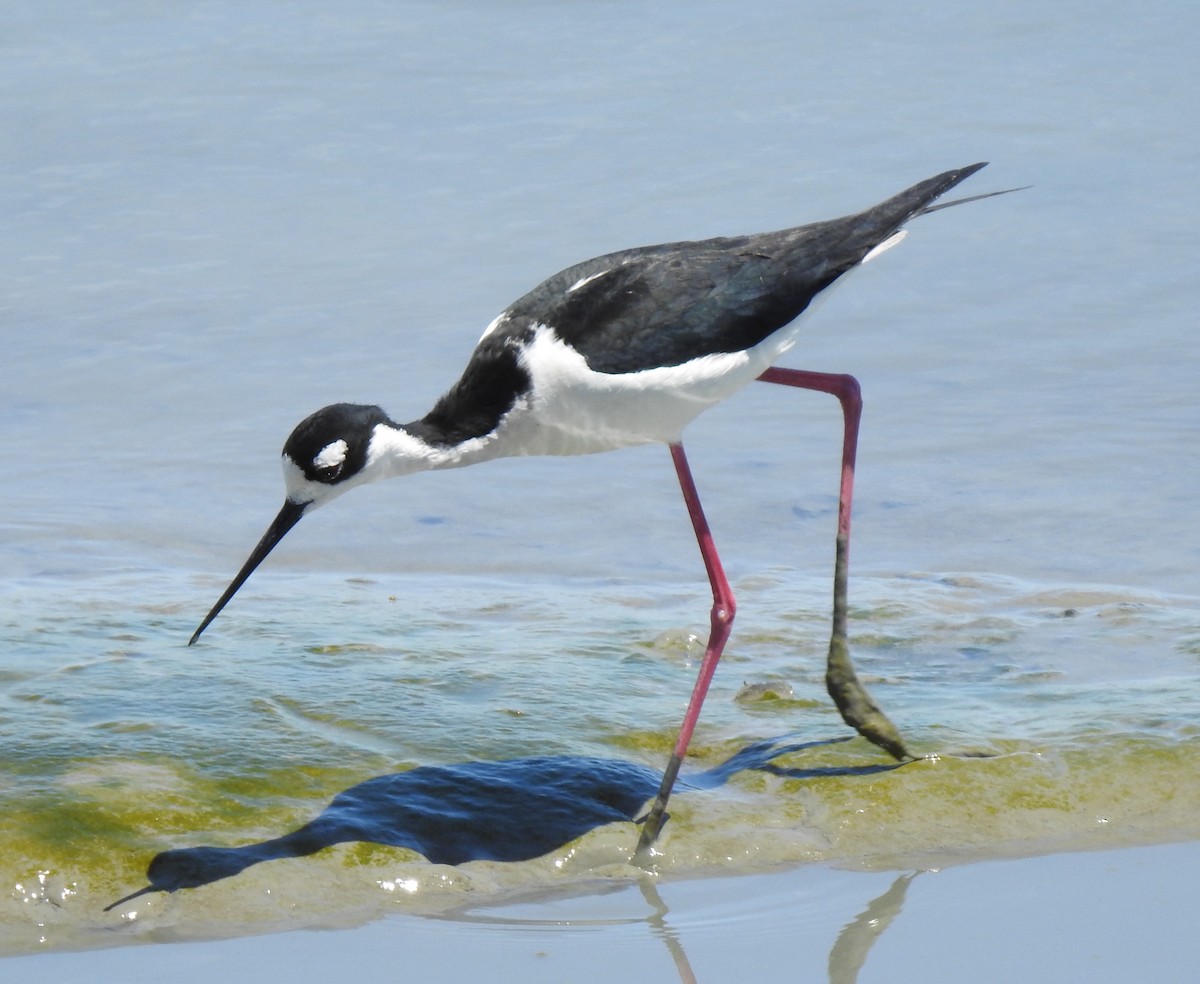 Cigüeñuela Cuellinegra - ML235124421