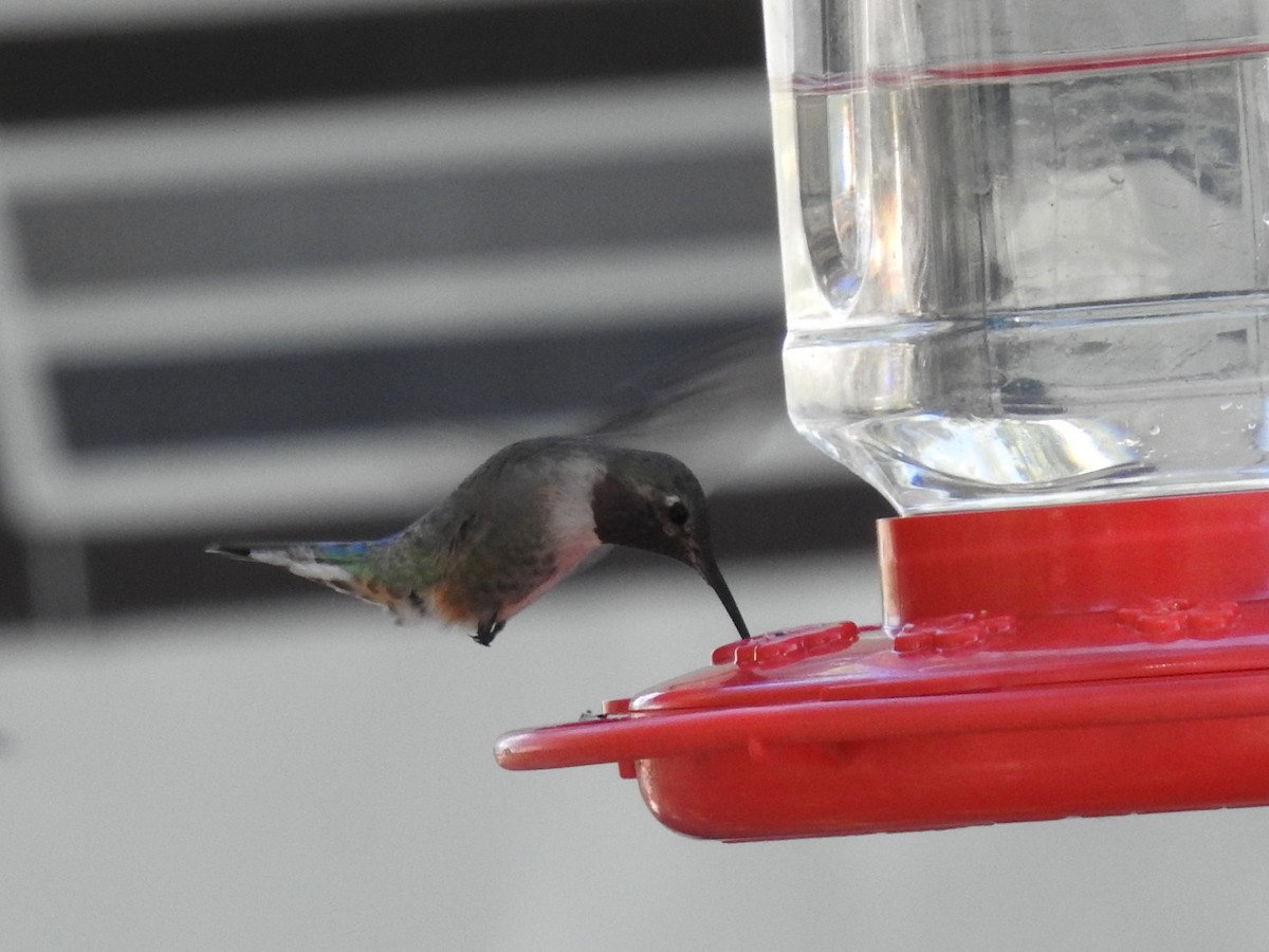 Broad-tailed Hummingbird - ML235124651