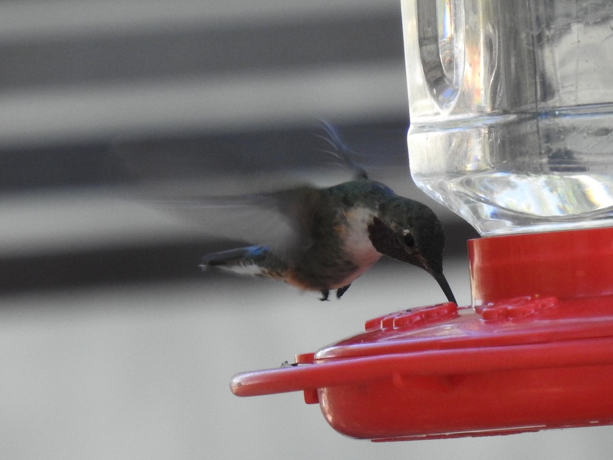 Broad-tailed Hummingbird - ML235124671