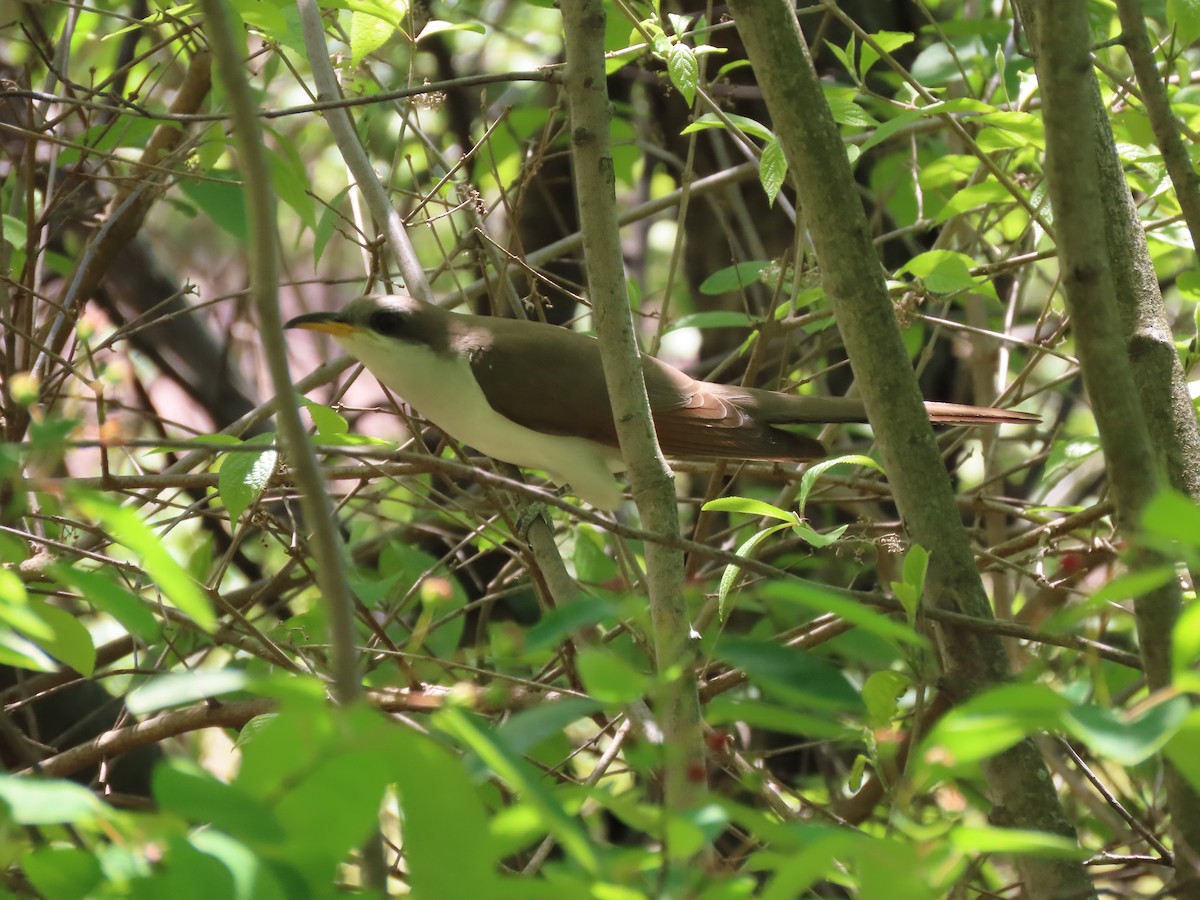 Yellow-billed Cuckoo - Kevin Cronin