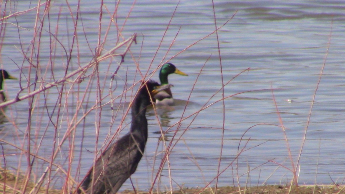 Double-crested Cormorant - ML235129751