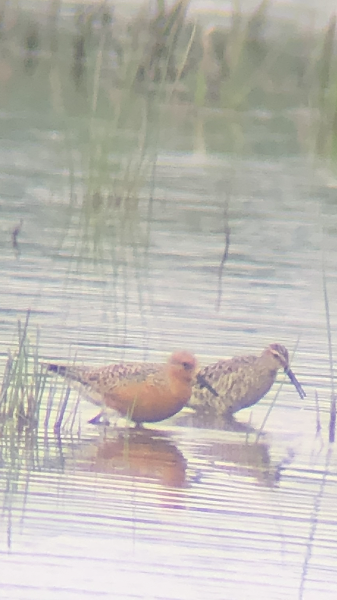 Red Knot - ML235131881