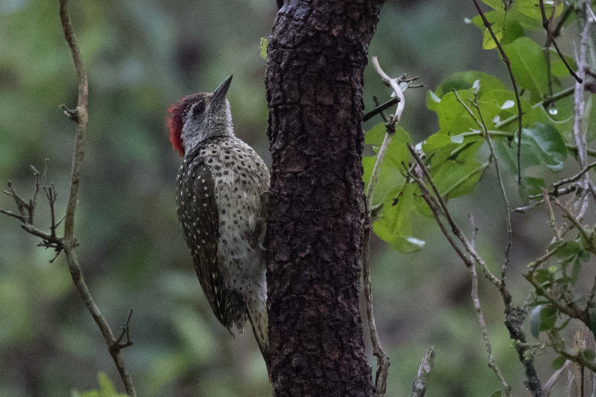 Nubian Woodpecker - Jodi Webber