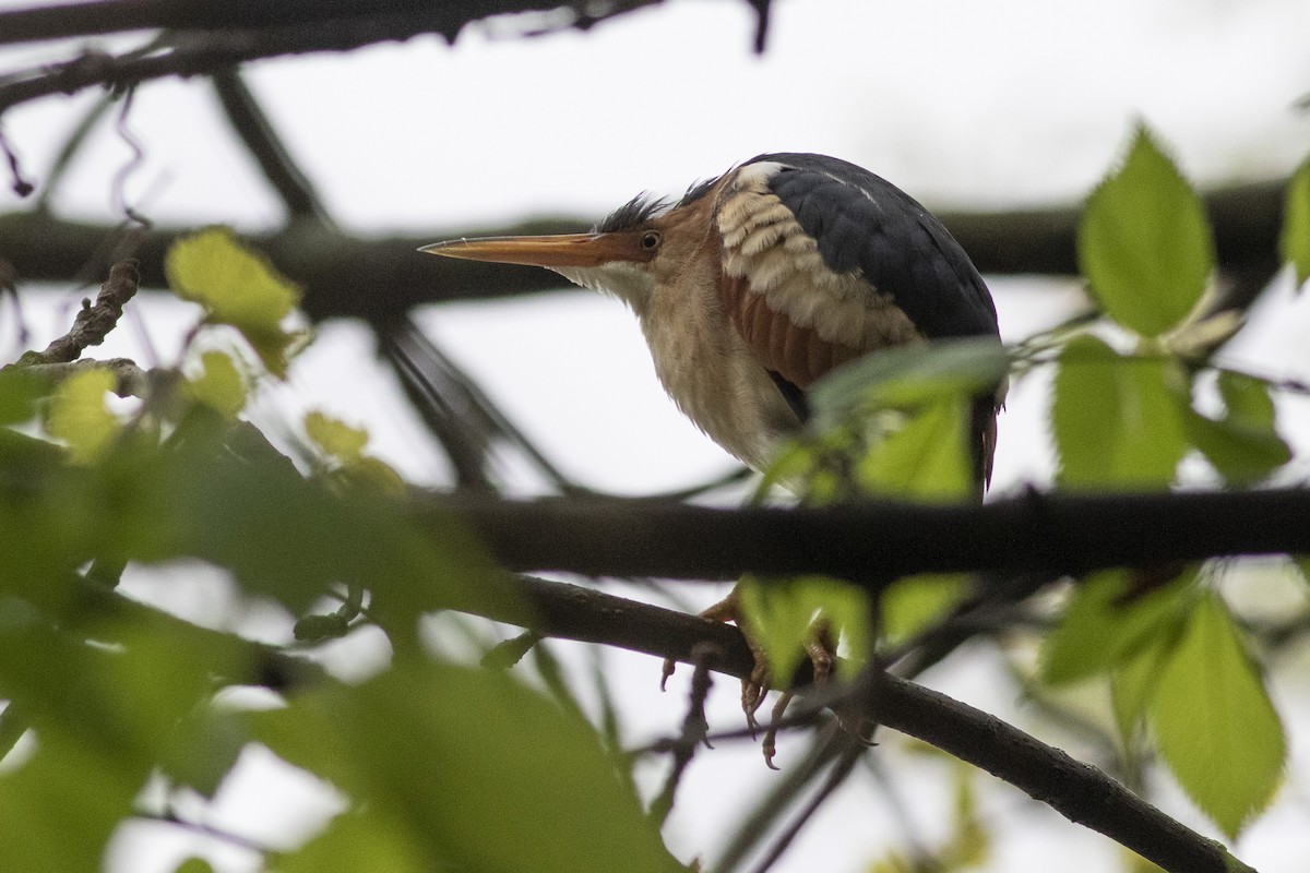 Least Bittern - ML235134091