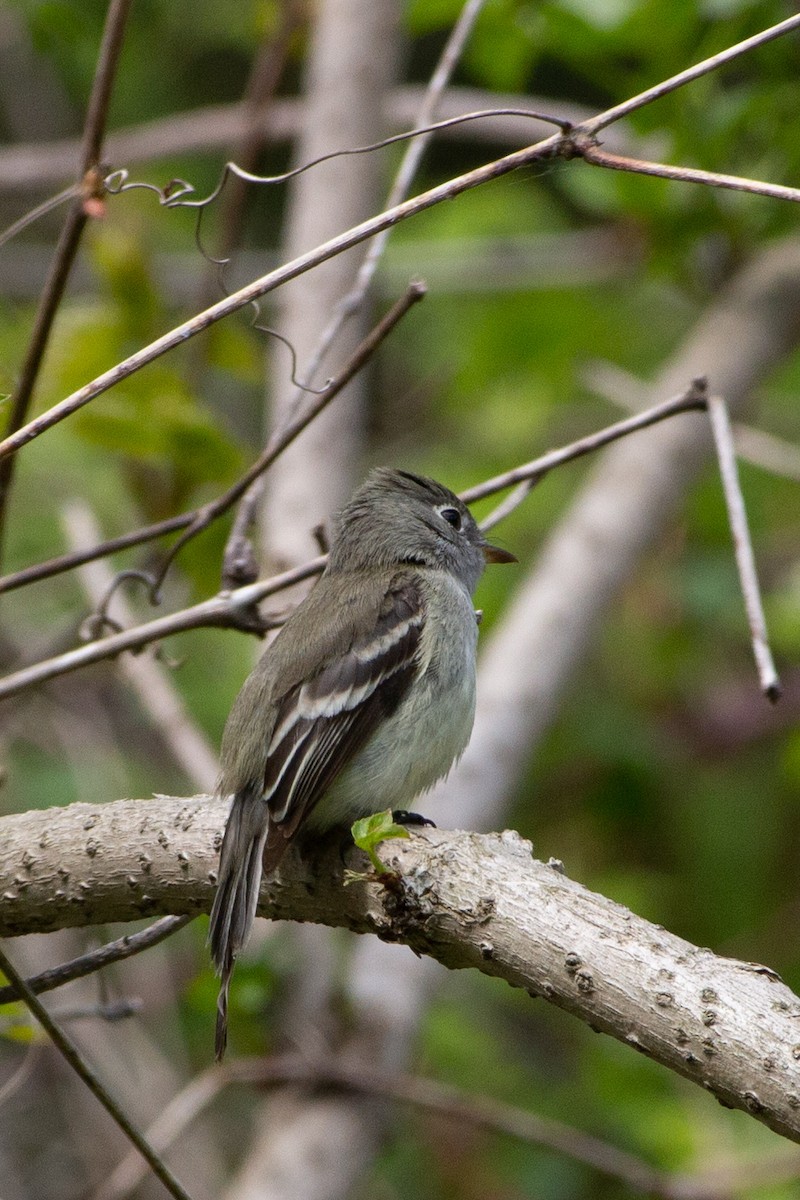 Moucherolle tchébec - ML235135321