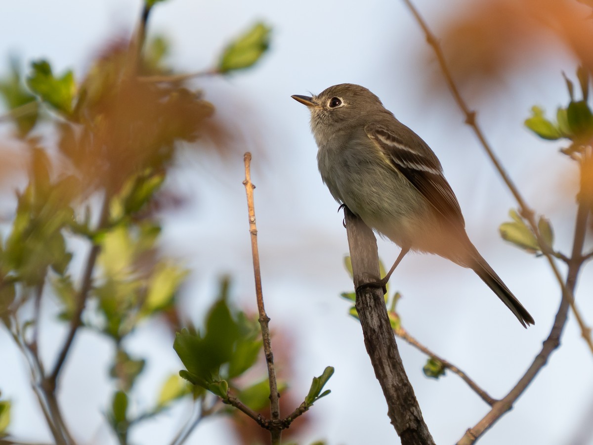 Least Flycatcher - ML235143001