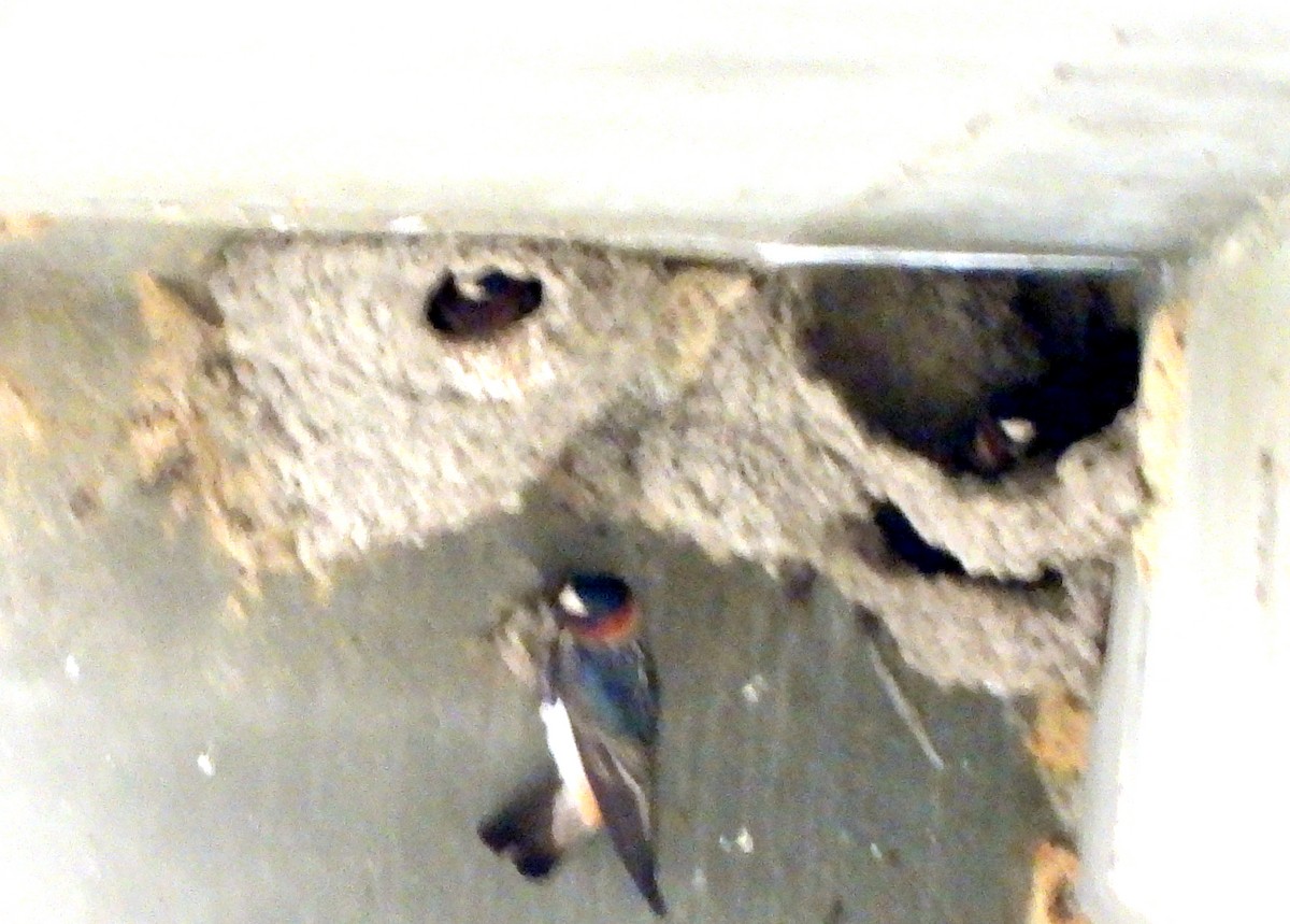 Cliff Swallow - ML235143081