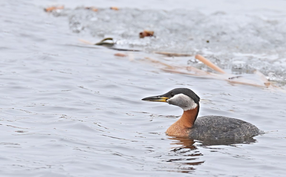 Red-necked Grebe - ML235144161
