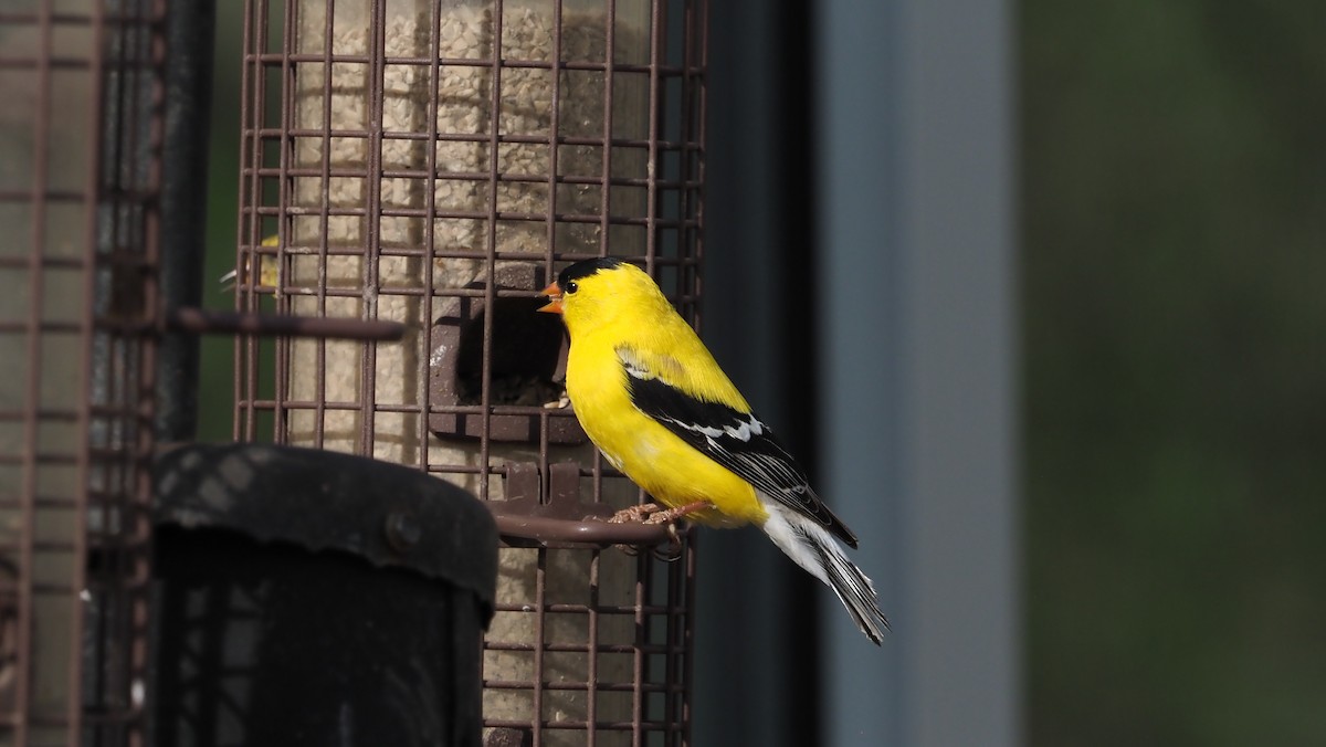 American Goldfinch - ML235144741
