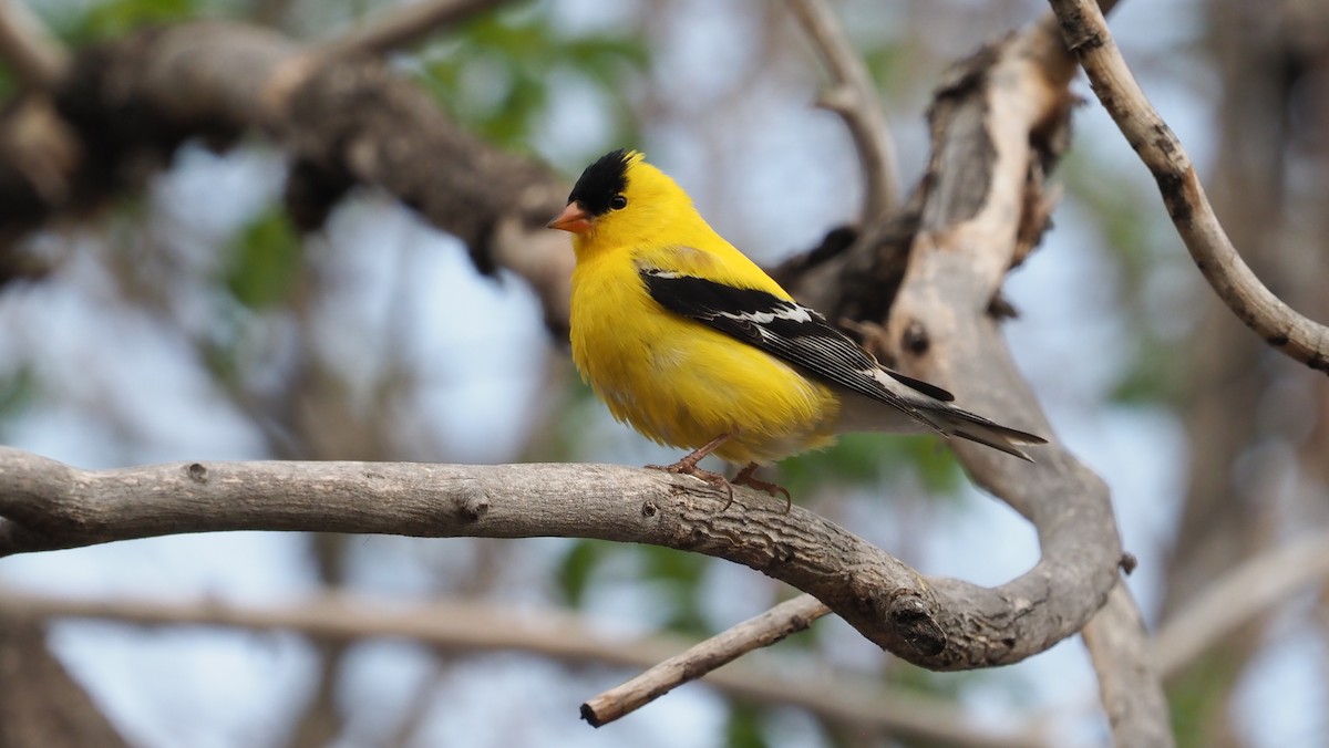 American Goldfinch - ML235144921