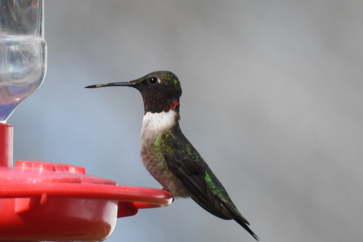 Ruby-throated Hummingbird - Dan Belter